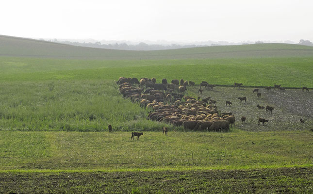 Improved soil health through high-density grazing – Part 1