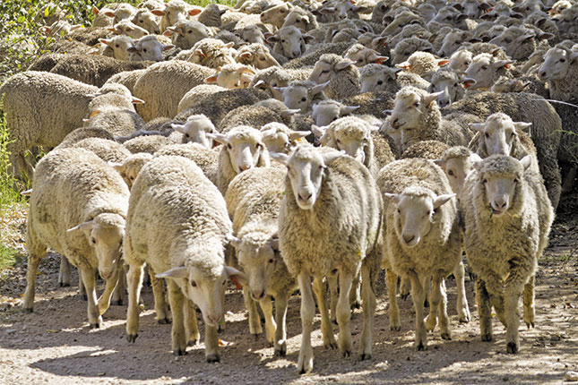 Konsortium Merino prepares for the future Konsortium Merino prepares for the future