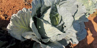 Sporadic, yet serious, cabbage pests