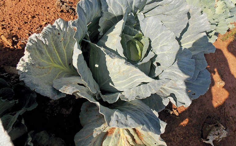 Sporadic, yet serious, cabbage pests