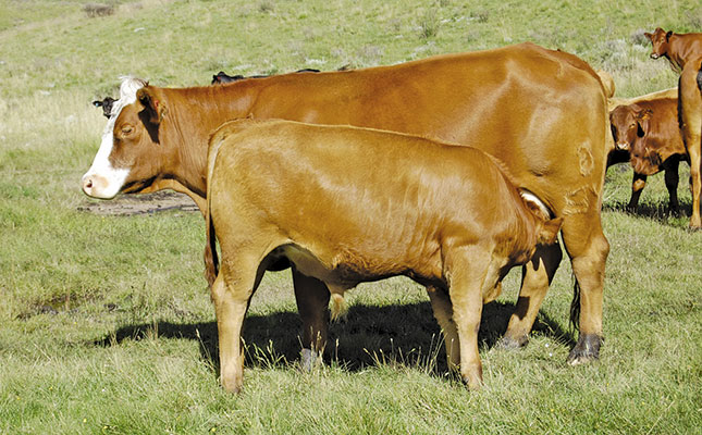Lactation begins at dry-off! Lactation begins at dry-off!