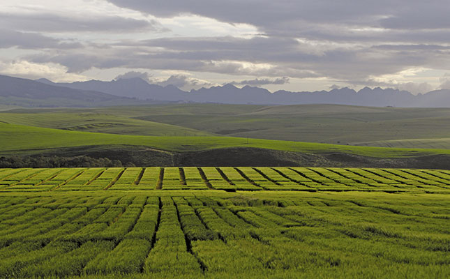 New malting barley varieties for the southern Cape