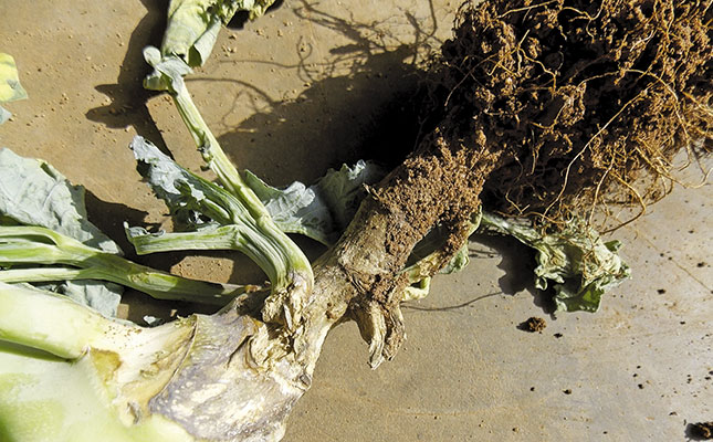 Preventing blackleg in cabbage