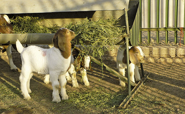 Feeding pen problems