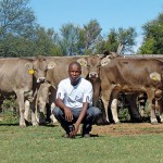 GK-Gasekoma-braunvieh-cattle