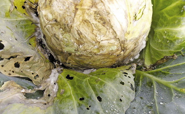 Get to understand Sclerotinia Get to understand Sclerotinia