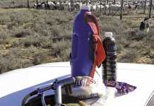 Home-made tonic for sheep