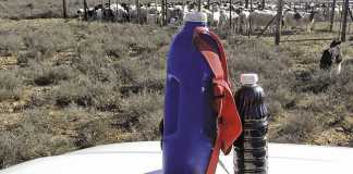 Home-made tonic for sheep