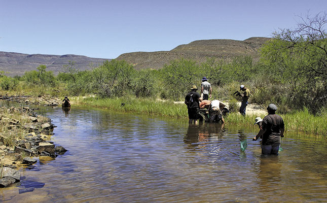 Securing a future for endangered fynbos fish