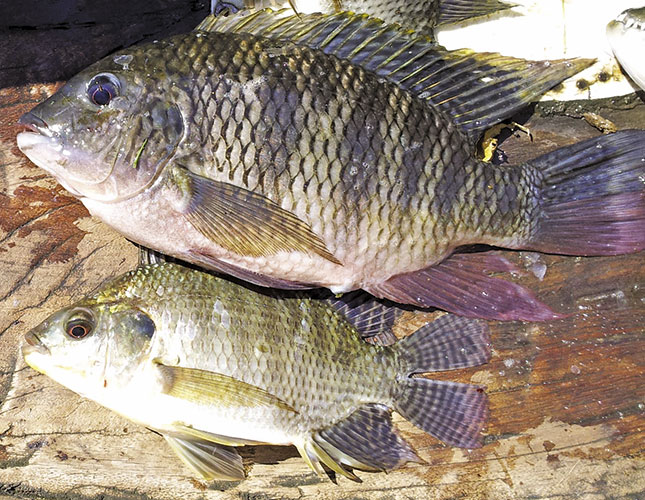 Selecting fish species and strains Selecting fish species and strains