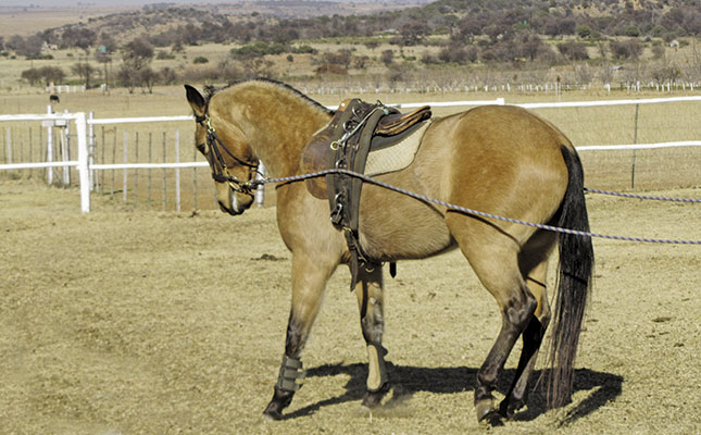 Teaching the young horse to steer