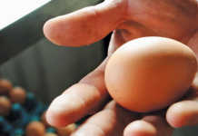 Farming eggs for family and profit