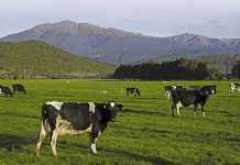 Can once a day milking work in South Africa