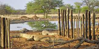 Crocodile farming gains momentum