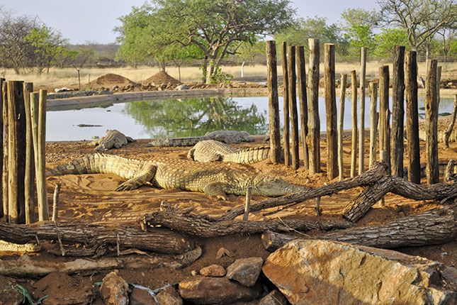 Crocodile farming gains momentum