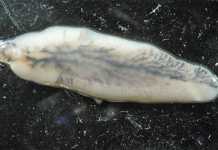 Liver fluke facts