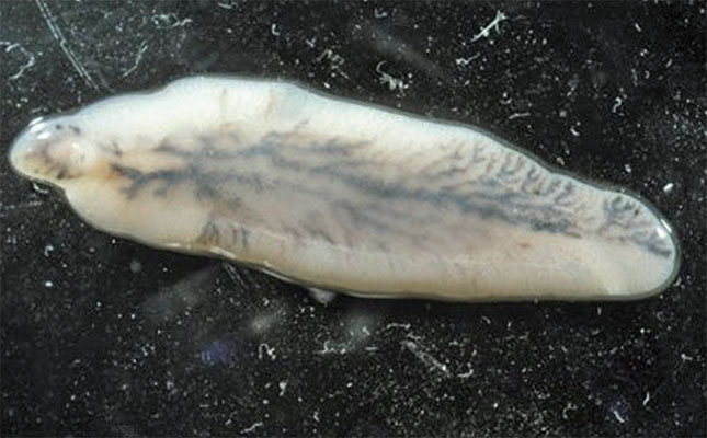 Liver fluke facts Liver fluke facts
