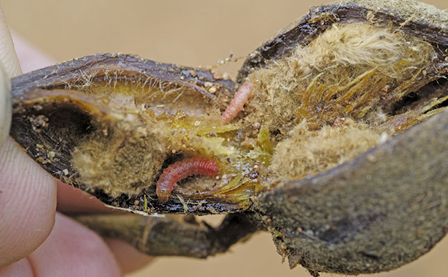 Know your crop pests: False codling moth Know your crop pests: False codling moth
