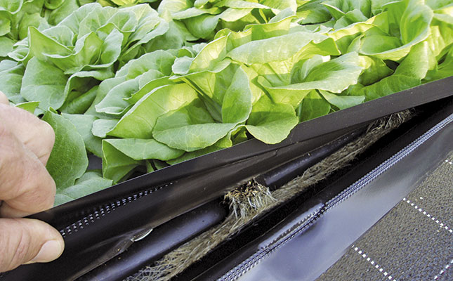 No sterilisation needed with this growing system No sterilisation needed with this growing system