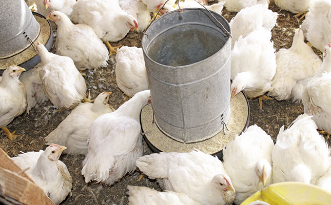 Towards happy, healthy hens! Towards happy, healthy hens!