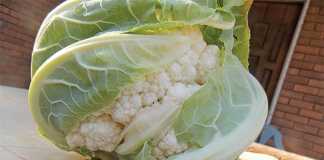 Advice on how to grow cauliflower