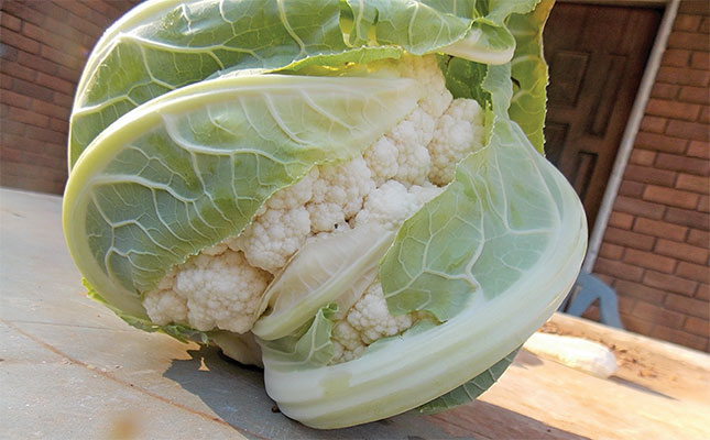 Advice on how to grow cauliflower Advice on how to grow cauliflower