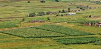 SA’s experts on implementing conservation agriculture