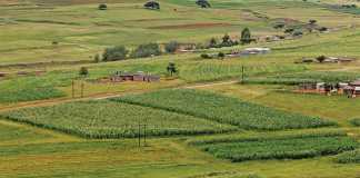 SA’s experts on implementing conservation agriculture