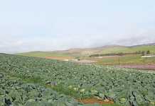 Interested in selling vegetables?