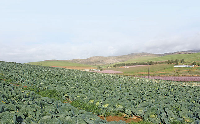 Interested in selling vegetables?