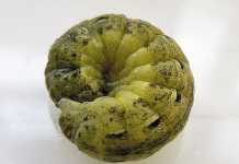Beetroot pests and diseases