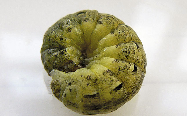Beetroot pests and diseases Beetroot pests and diseases
