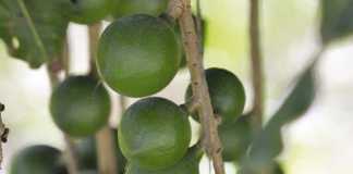 Cracking good run for macadamia industry