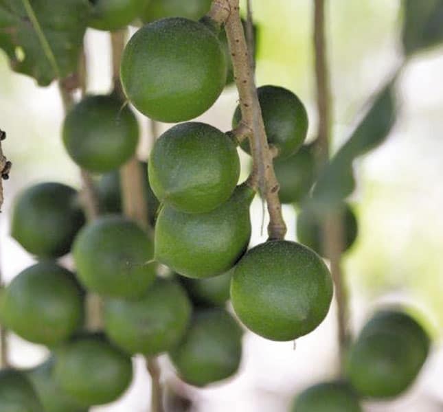 Cracking good run for macadamia industry