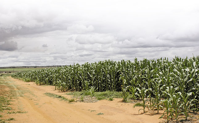 Drought and disease development in maize