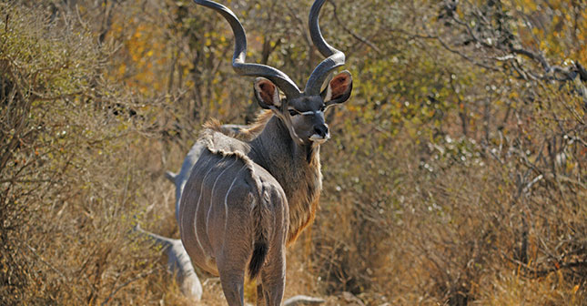 Game-kudu-bull-Pieter-du-Plessis