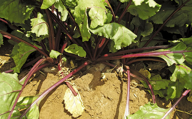 The basics of growing beetroot