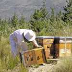 The-key-to-successful-honeybee-farming