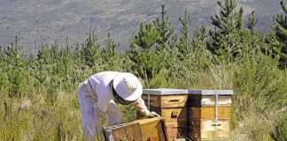 The key to successful honeybee farming