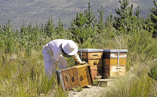 The key to successful honeybee farming