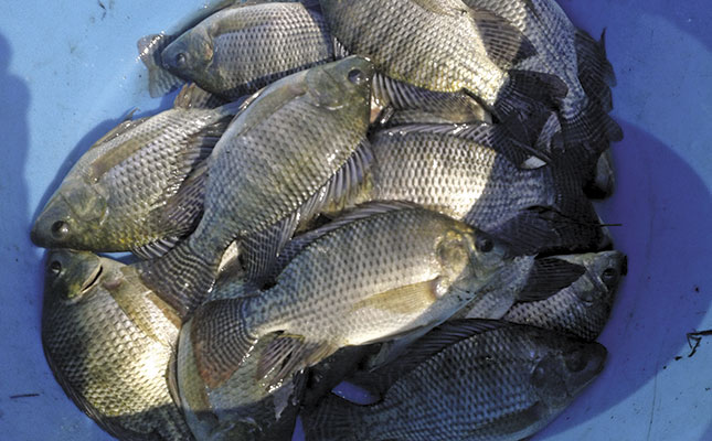Aquaculture: when a plan comes together Aquaculture: when a plan comes together