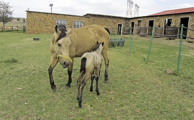 Why colostrum is so important for a foal
