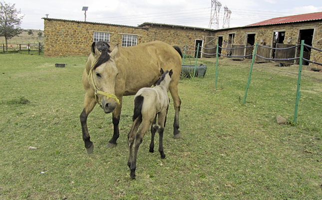Why colostrum is so important for a foal Why colostrum is so important for a foal