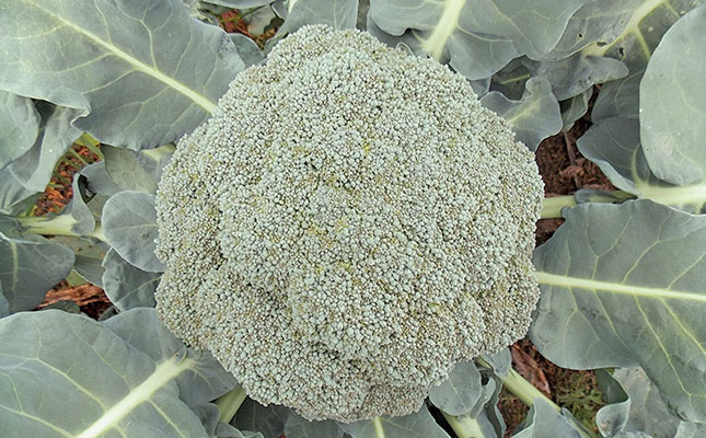 How to grow broccoli