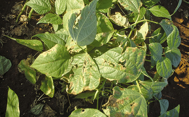 Avoid bacterial diseases in green beans