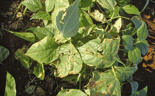 Avoid bacterial diseases in green beans Avoid bacterial diseases in green beans