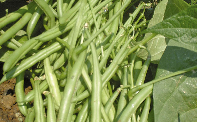 Bean management as it affects harvesting Bean management as it affects harvesting
