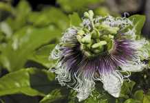 An easy guide to growing granadillas
