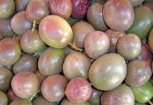 Pruning,-fertilising-and-harvesting-granadillas