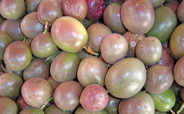 Pruning, fertilising and harvesting granadillas